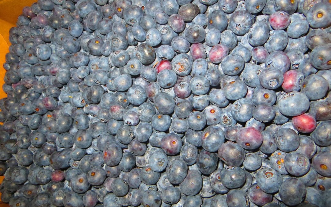 Michigan Blueberries!